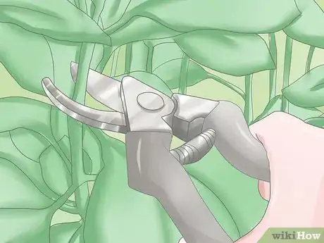 Image titled Deadhead Petunias Step 12