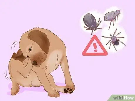 Image titled Treat an Insect Bite on a Dog Step 1