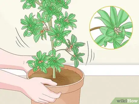 Image titled Grow Miracle Berries Step 17