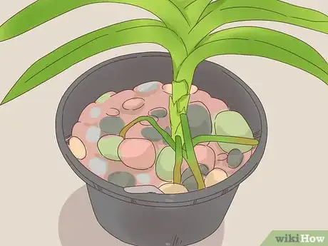 Image titled Grow Vanda Orchids Step 4
