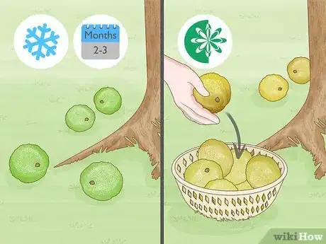Image titled Grow Osage Oranges Step 2