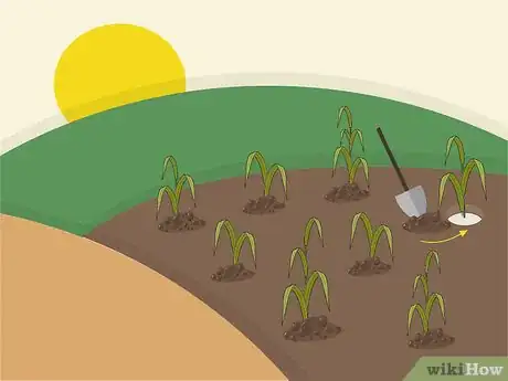 Image titled Plant Napier Grass Step 5