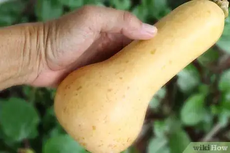 Image titled Cure Winter Squash Step 3