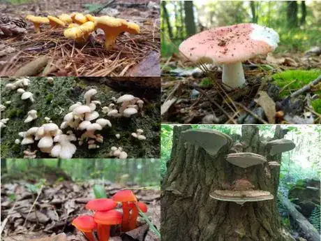 Image titled Gowth_habit