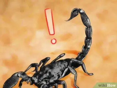 Image titled Identify an Emperor Scorpion Step 9