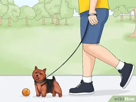 Image titled Identify a Norwich Terrier Step 14