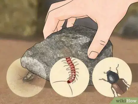 Image titled Eat an Insect or Arachnid Step 1