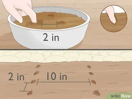 Image titled Grow Tatsoi Step 7