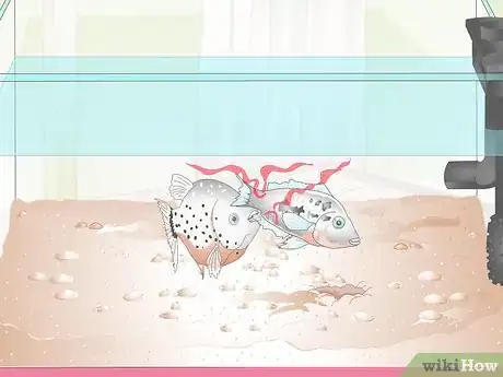 Image titled Buy Fish for an Aggressive Freshwater Aquarium Step 3