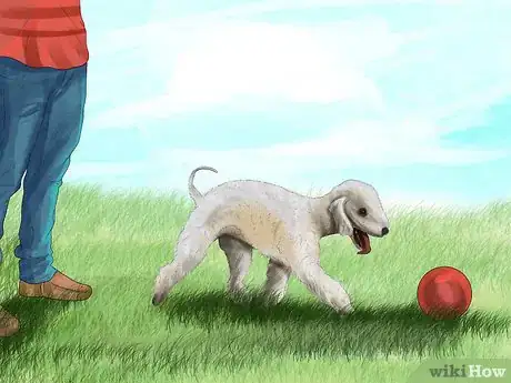 Image titled Choose a Bedlington Terrier Step 4