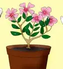Care for Madagascar Periwinkle