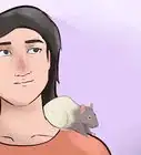 Train Your Rat to Do Tricks