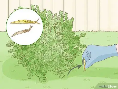 Image titled Care for Creeping Jenny Step 11