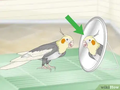 Image titled Entertain a Cockatiel Step 3