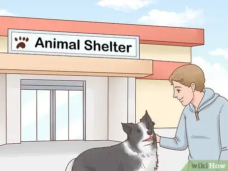 Image titled Choose a Border Collie Step 11
