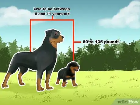Image titled Know if You Can Care for a Rottweiler Step 11