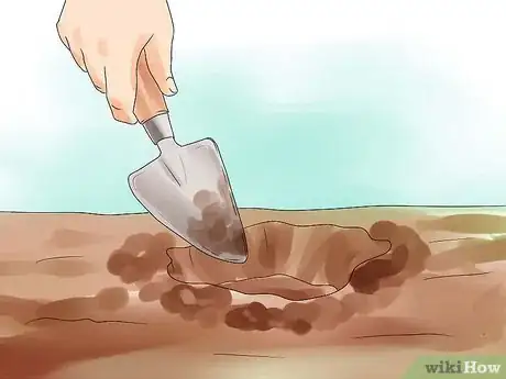 Image titled Grow Lilacs Step 4