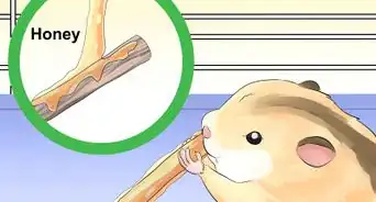 Train Your Hamster