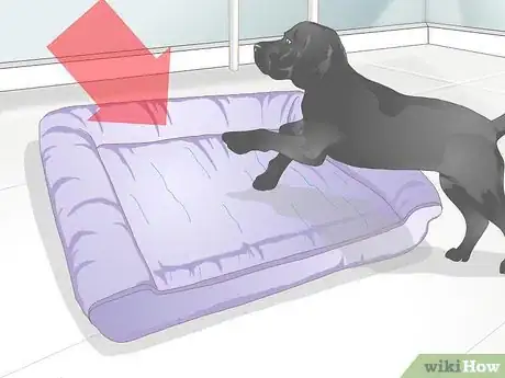 Image titled Buy an Orthopedic Dog Bed Step 2