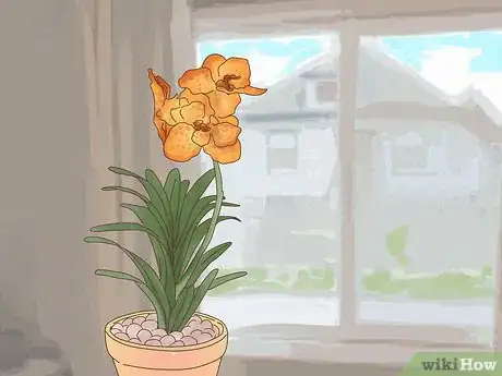 Image titled Grow Vanda Orchids Step 6