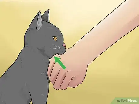 Image titled Stop a Fearful Cat from Biting Step 2