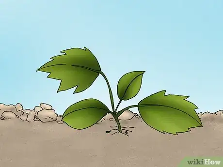 Image titled Grow Deadly Monkshood Step 5