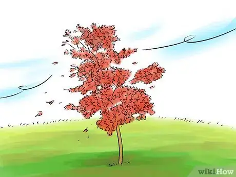 Image titled Grow a Japanese Maple Step 5