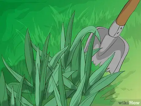 Image titled Divide Bearded Irises Step 3