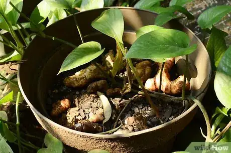 Image titled Start Seedlings in Toilet Paper Rolls Step 1