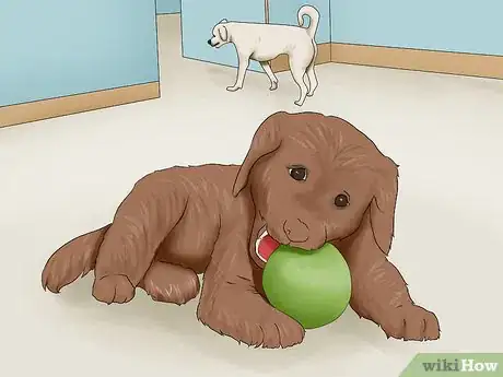 Image titled Introduce a New Dog to Your Senior Dog Step 10