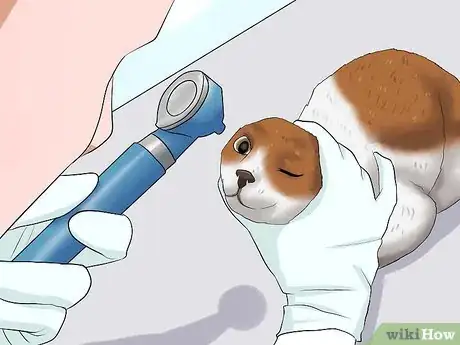 Image titled Diagnose Feline Glaucoma Step 5