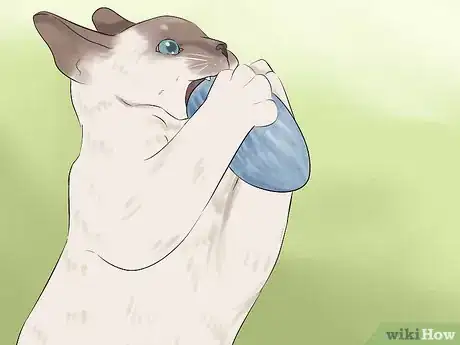 Image titled Identify a Javanese Cat Step 10