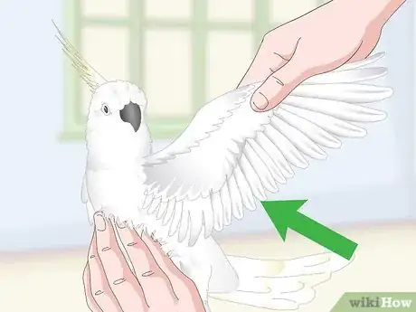 Image titled Choose a Cockatoo Step 7