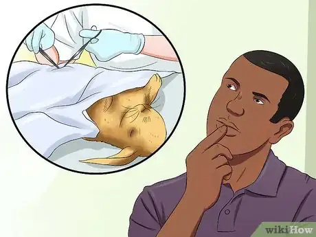 Image titled Care for Sussex Rabbits Step 13