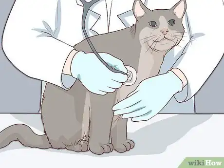 Image titled Diagnose and Treat Pyothorax in Cats Step 6