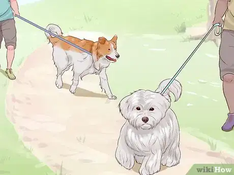 Image titled Get a Companion Dog for an Existing Dog Step 13