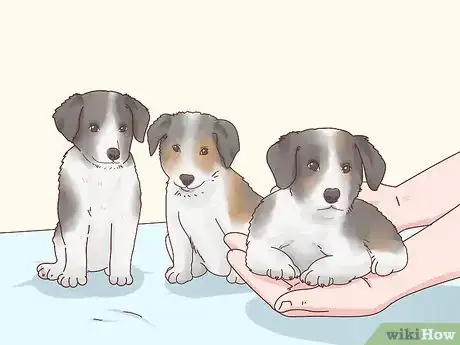 Image titled Choose a Border Collie Step 17
