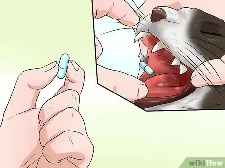 Image titled Detect Kitten URI or Pneumonia Step 7