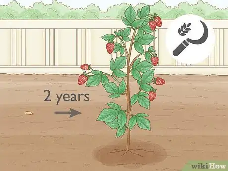 Image titled Harvest Raspberries Step 1