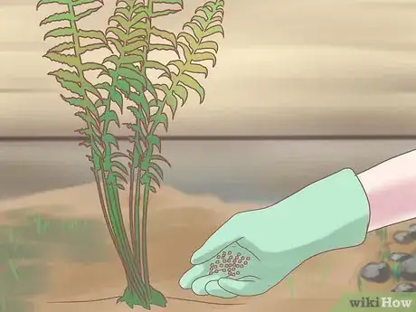 Image titled Grow Ferns Step 17