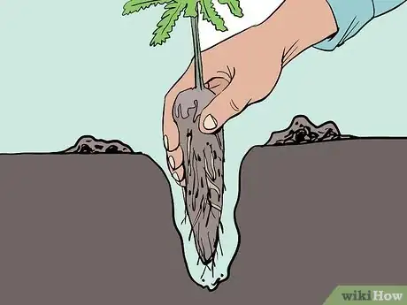 Image titled Plant Trees for a Reforestation Project Step 8