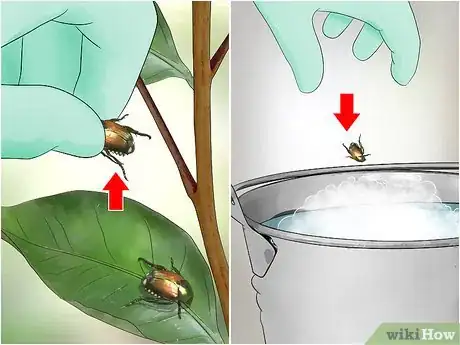 Image titled Get Rid of Japanese Beetles Step 1