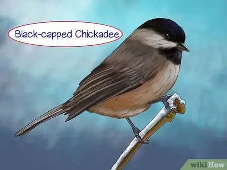Image titled Recognize the Chickadee Step 11