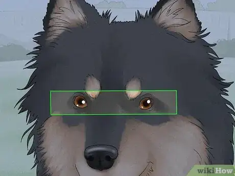 Image titled Identify a Finnish Lapphund Step 4