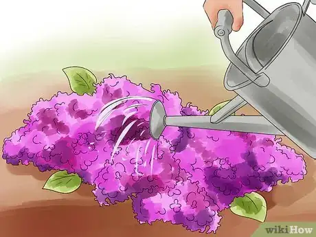 Image titled Grow Lilacs Step 5