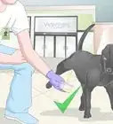 Get a Urine Sample from a Male Dog