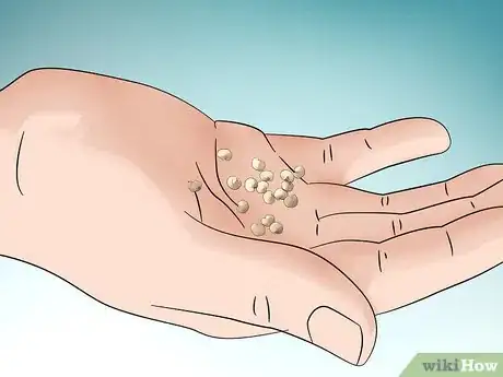 Image titled Grow Jalapenos in a Pot Step 10