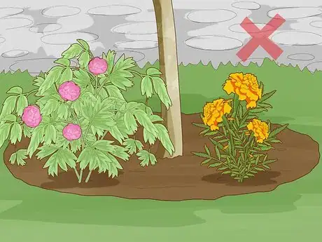 Image titled Stop a Cherry Tree from Bearing Fruit Step 6