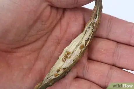 Image titled Dry Okra Seeds Step 12