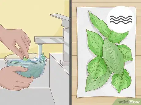 Image titled Harvest Bay Leaves Step 4